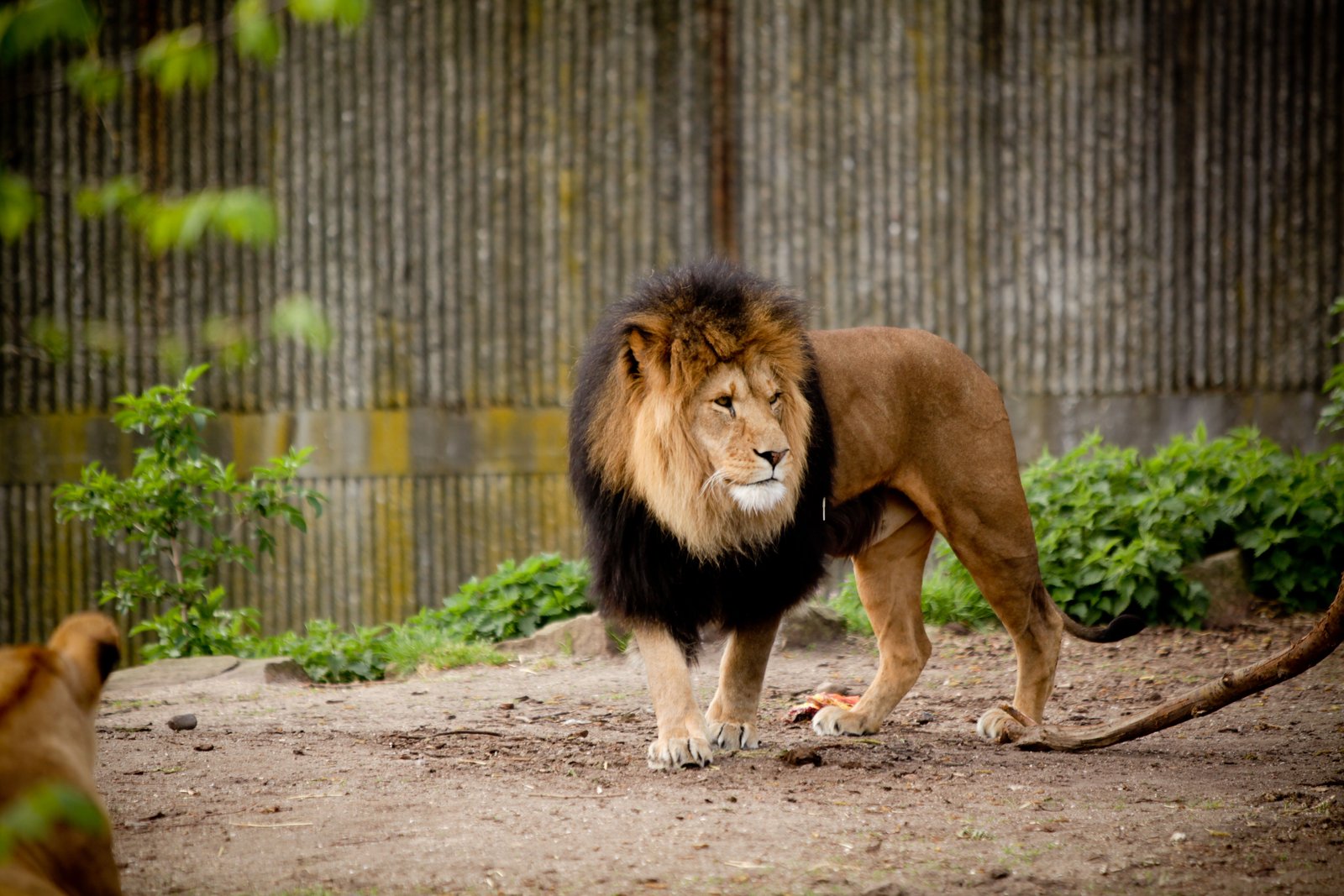 lion dans zoo d'amsterdam