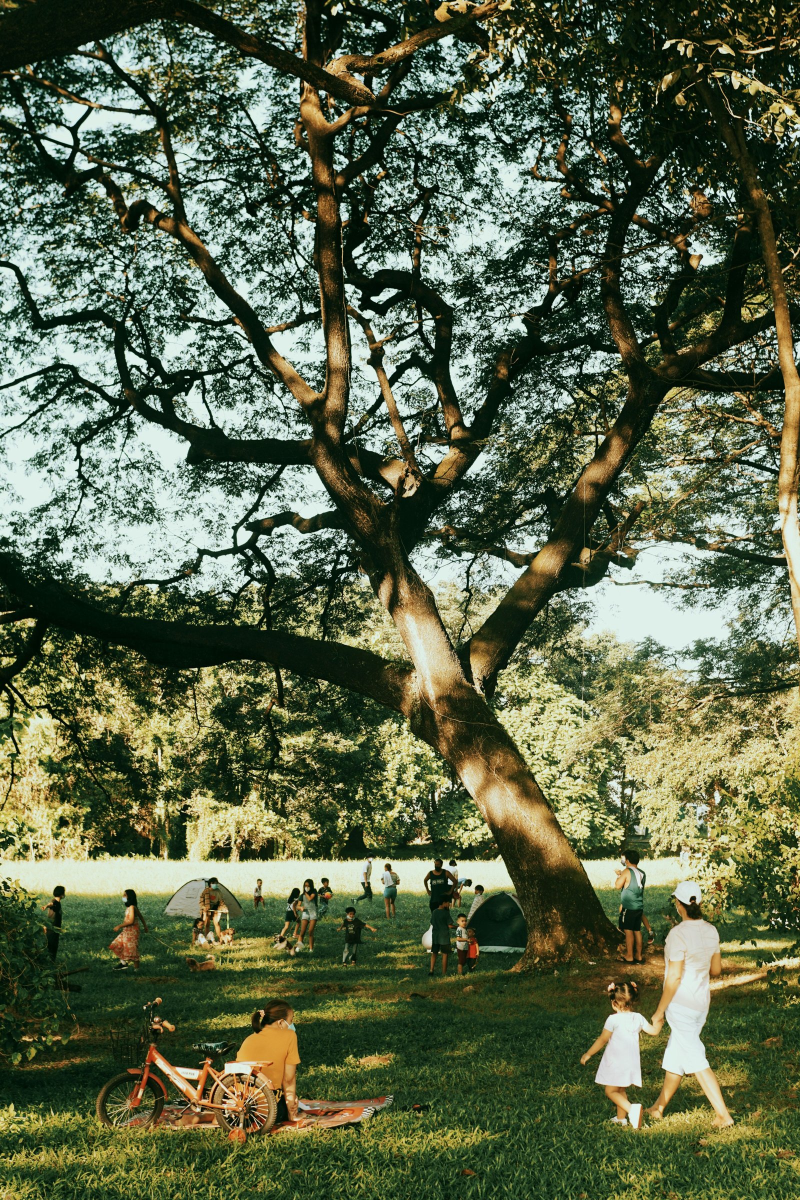 Parc ombragé en ville