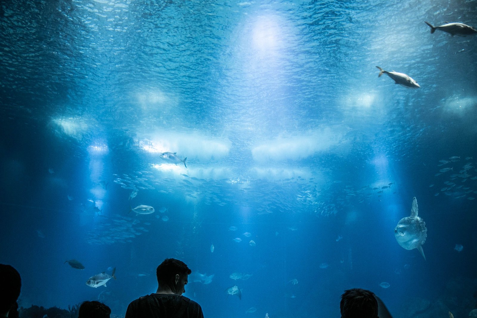 Enfant devant une sortie aquarium couverte