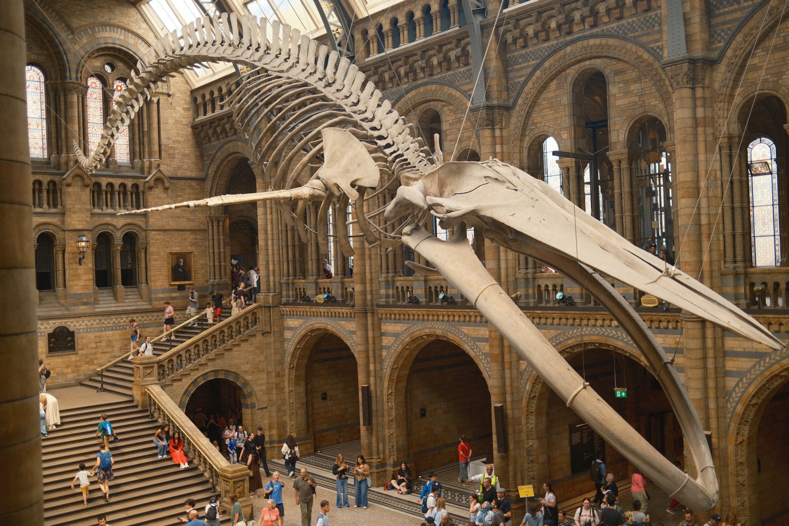 Musée d'histoire naturelle