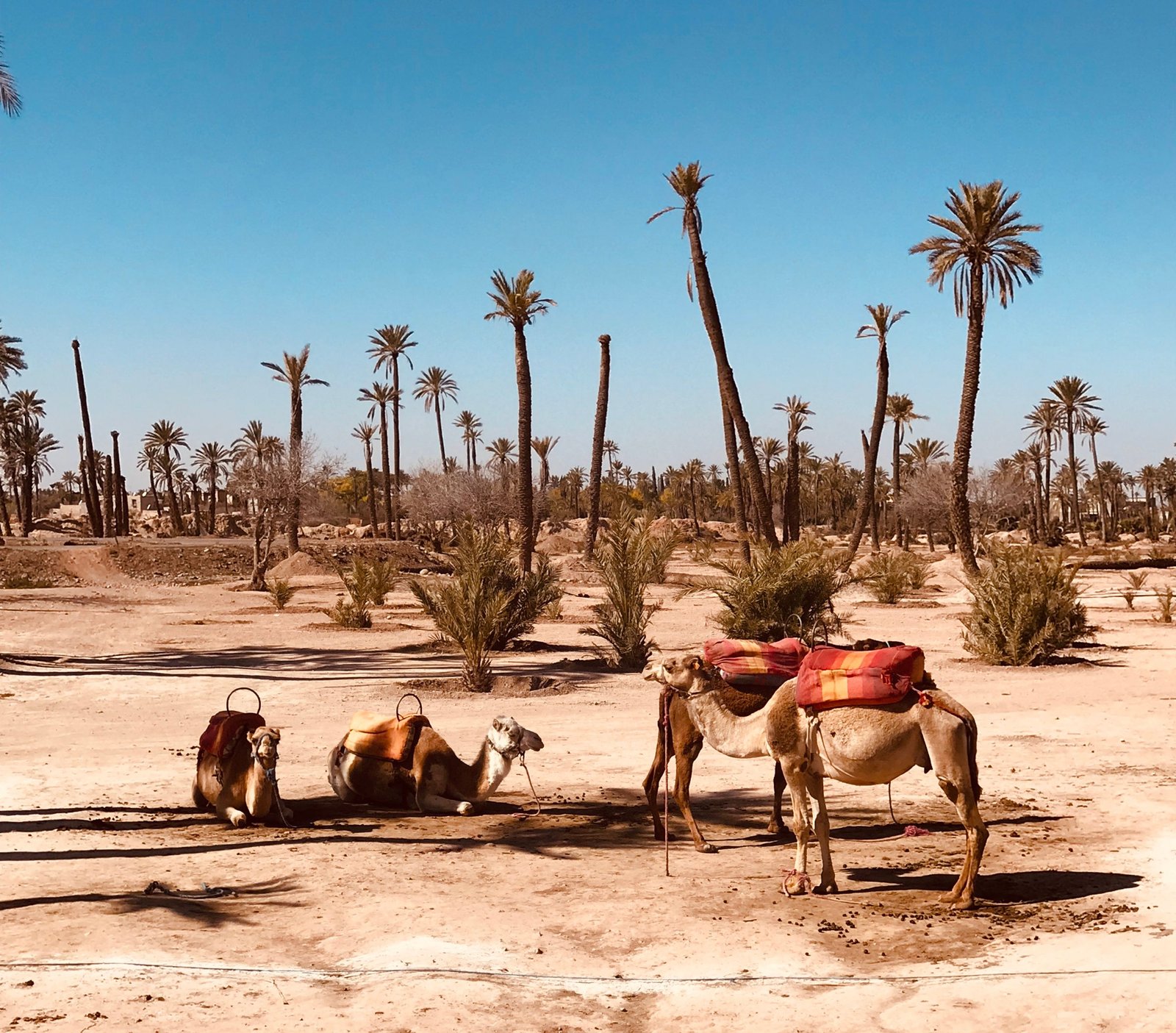 palmeraie et dromadaire