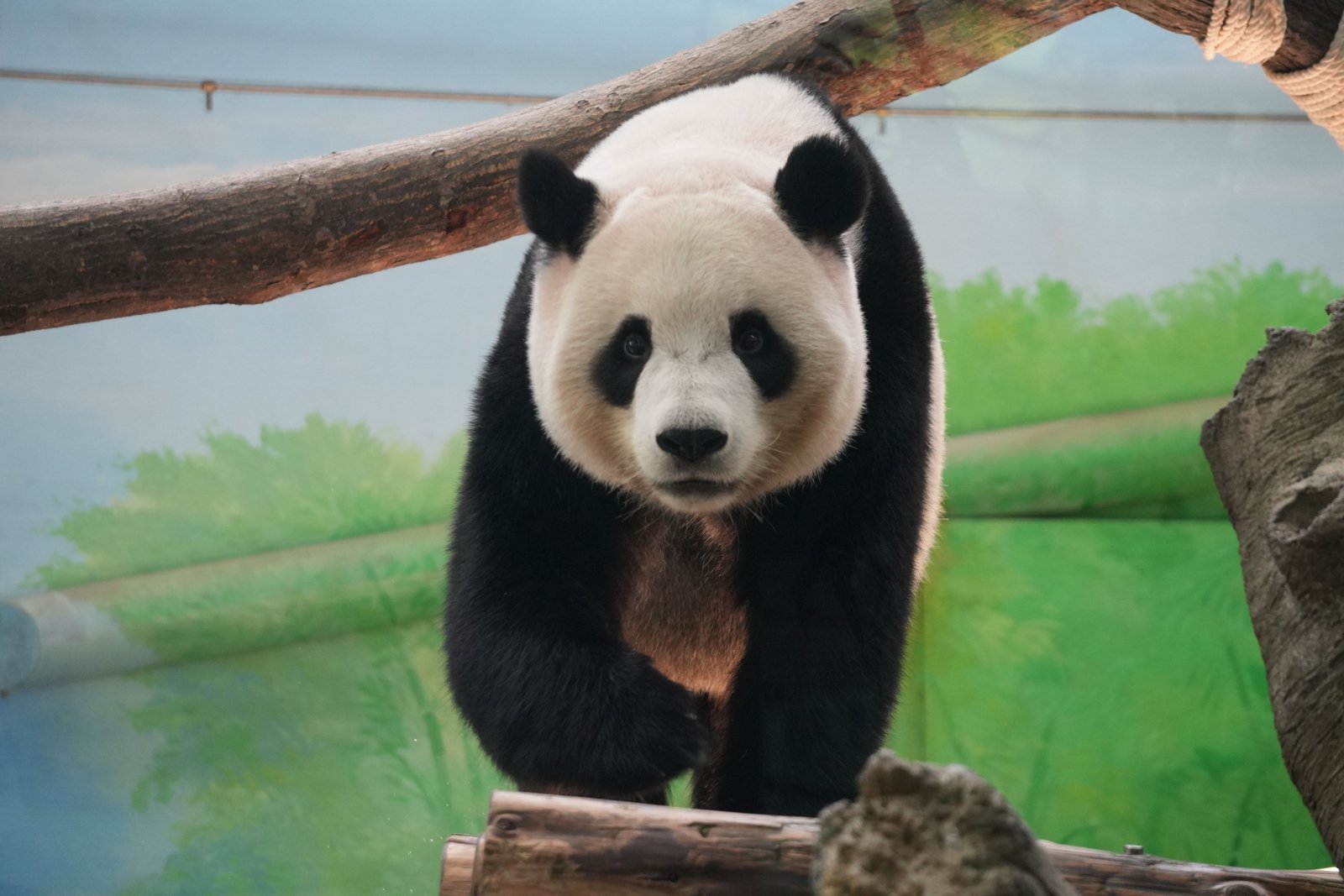 Panda dans un zoo, sélection des plus beaux zoos de France