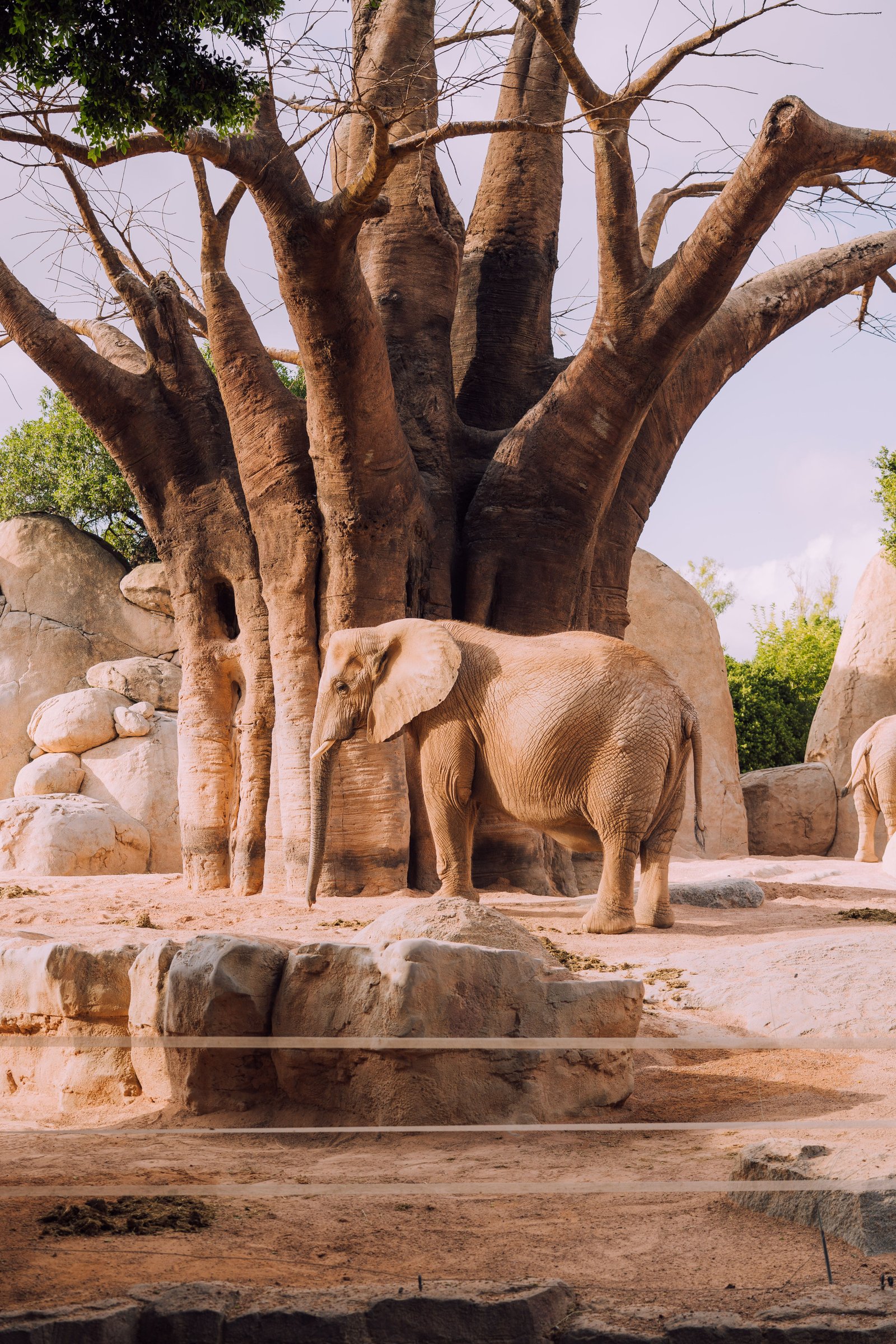 Elephant dans un grand zoo familial
