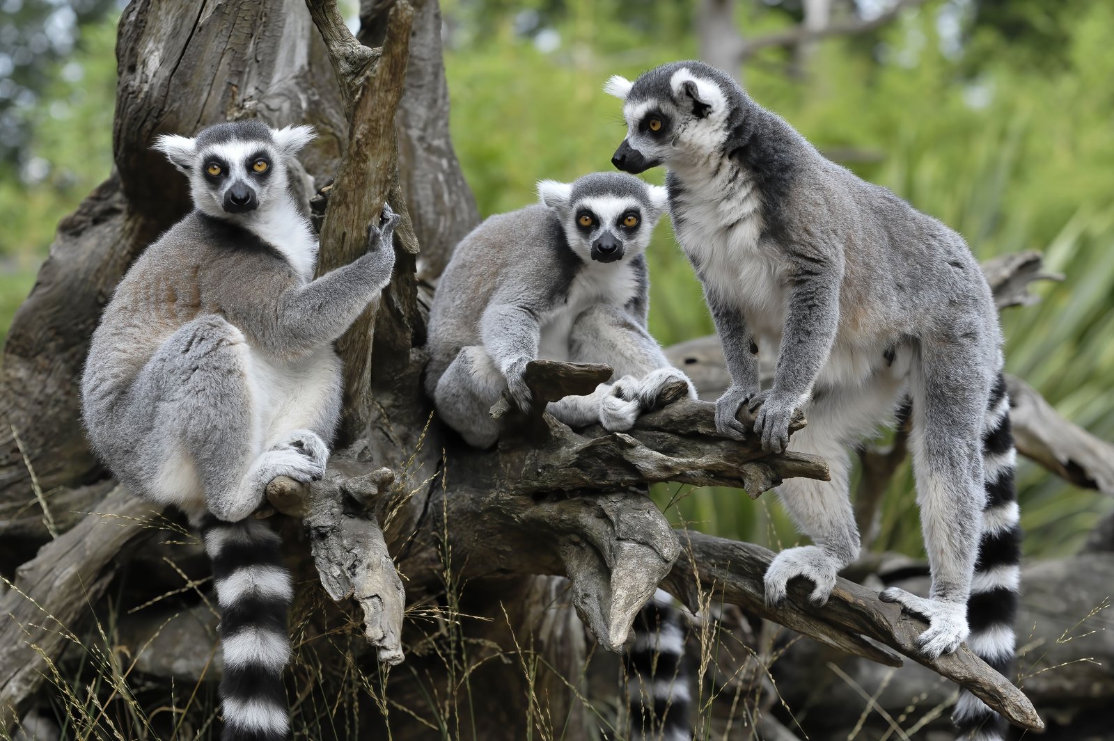 Zoo de La Flèche avec des enfants