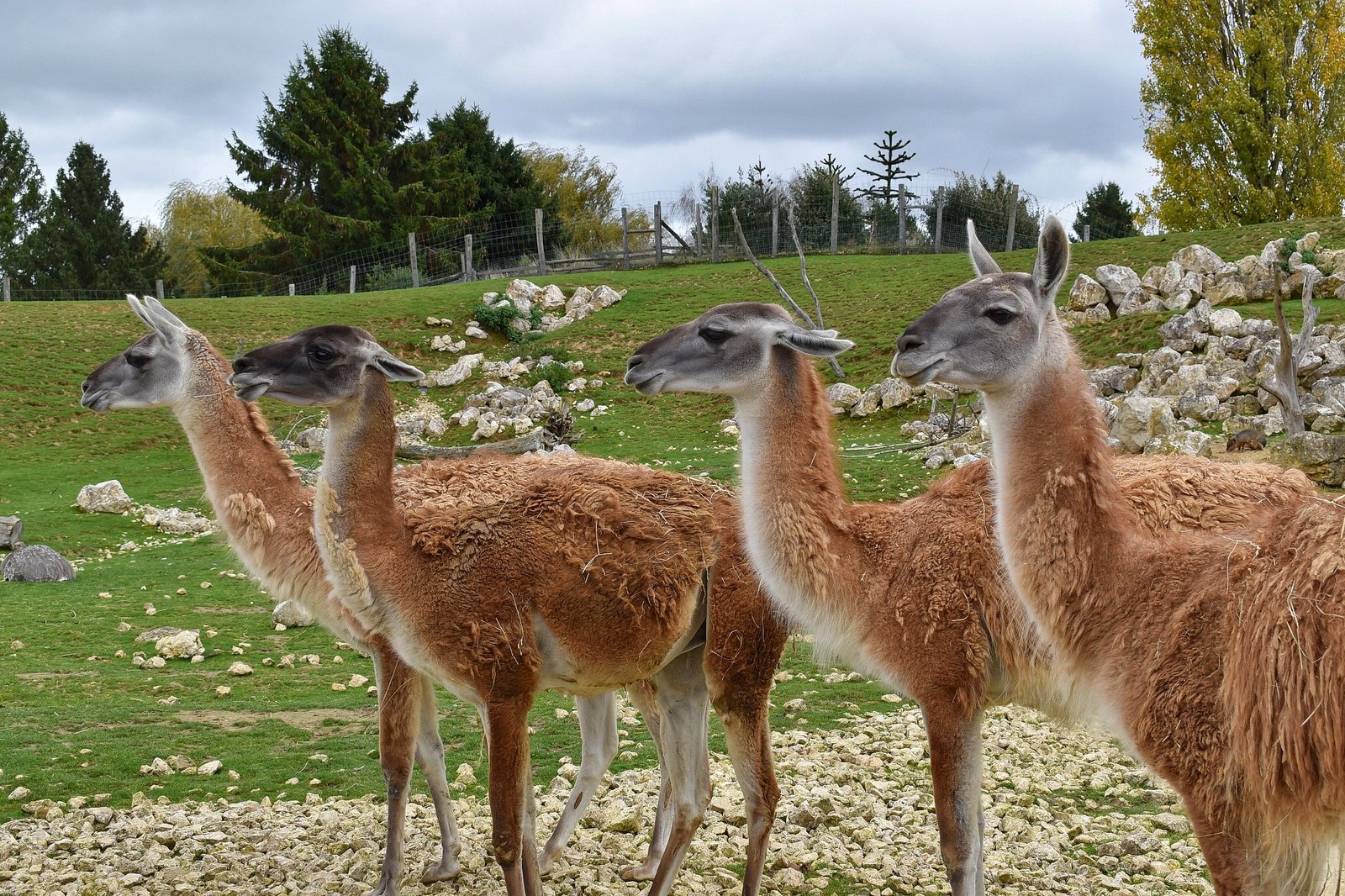 Safari familial en parc animalier