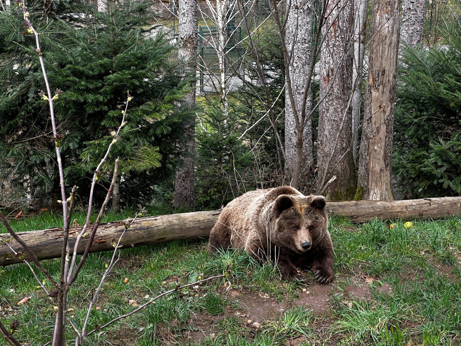 Parc animalier des Pyrénées avec des enfants
