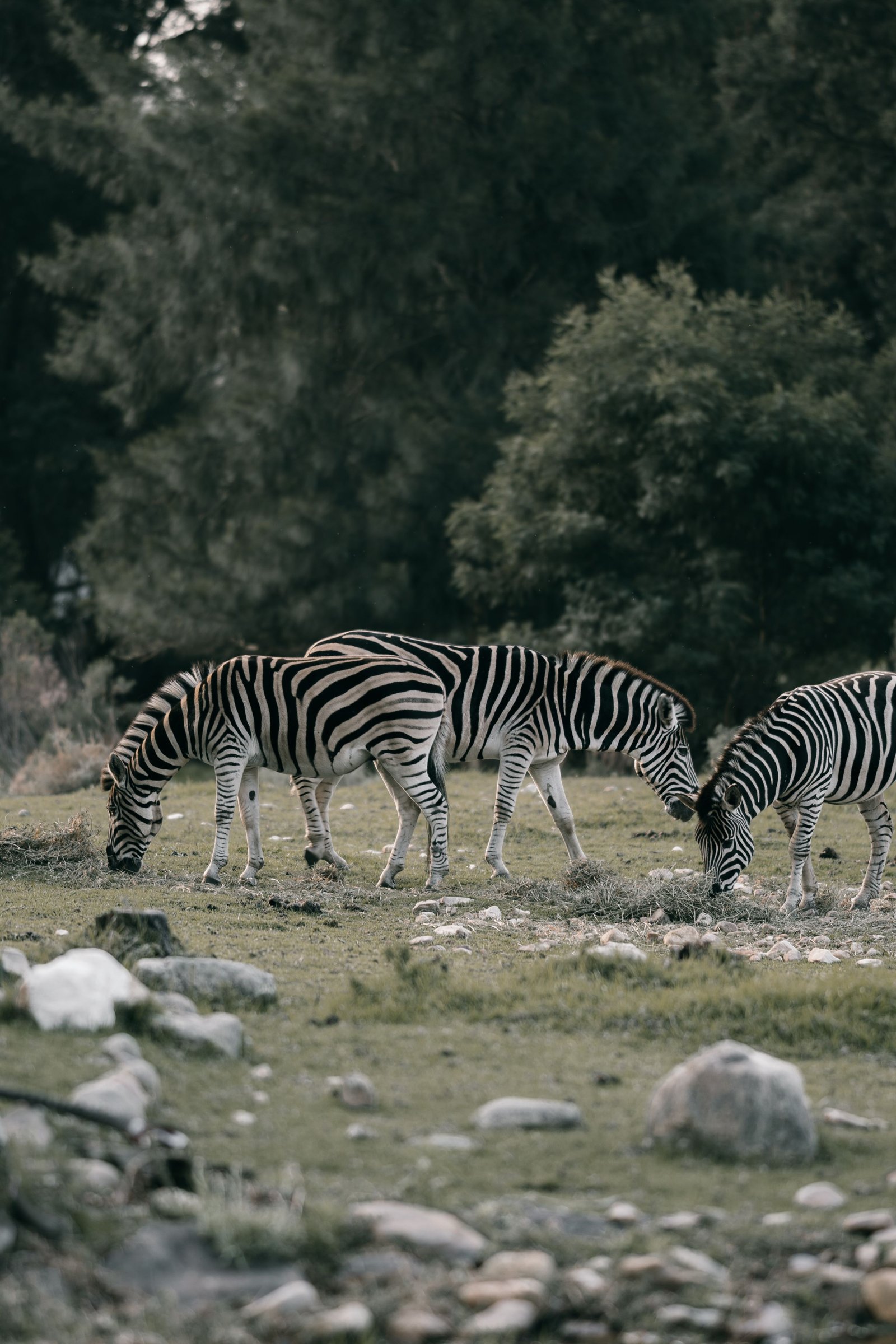 Réserve animalière avec des enfants